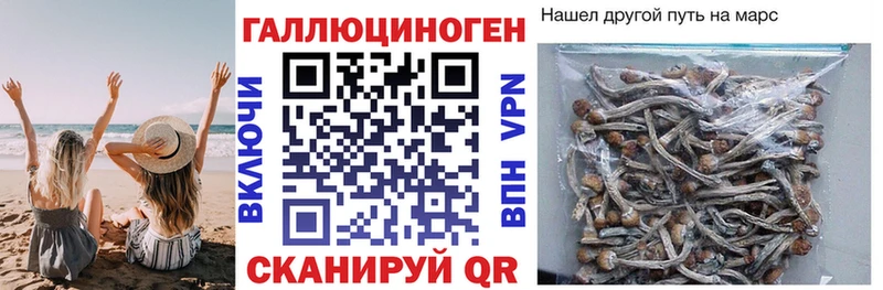 как найти   KRAKEN ТОР  Галлюциногенные грибы Psilocybe  Тырныауз 